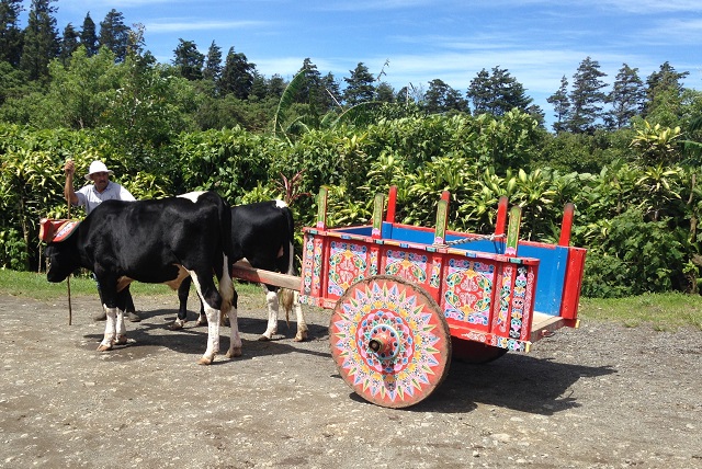 Monteverde Coffee Tour